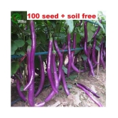 African Hybrid Brinjal Eggplant | Pack of 100 Seeds + soill free