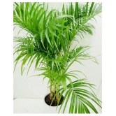 Areca Palm Pure Indification Tree Seeds - 10 Seeds Pack