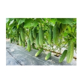 cucumber pack of 50 seeds