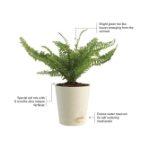 Ugaoo Fern Morpankhi Indoor Plant with Self Watering Pot