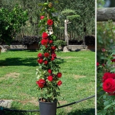 Climbing Rose Plant Red Scented