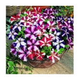 homeagro - Petunia Mixed Flower ( 50 Seeds )