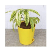 Ugaoo Dracaena Golden Milky Plant with Self Watering Pot