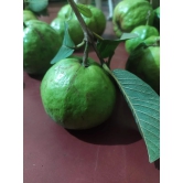 Guava