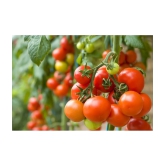 homeagro - Tomato Vegetable ( 100 Seeds )