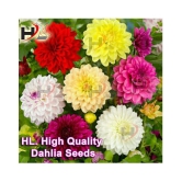 HL. Dahlia Hybrids Mixed Color - Dahlia Flower Seeds