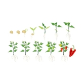 HOT CHILLI PEPPER DESIRE SEED (PACK OF 50 SEED X 1 PER PKTS)