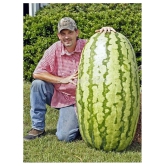 Lot Giant Watermelon Bonsai Fruit Plants Planting Watermelon Garden NON-GMO Edible Fruits, 15 Seeds