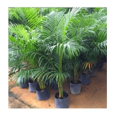 CLASSIC GREEN EARTH - Areca palm Grass ( 15 Seeds )