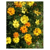 Cosmos mixed Colors Flower Garden Flower Seeds | Pack of 20 Seeds