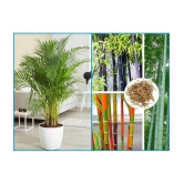 homeagro - Combo of Areca palm Plant ( 5 Seeds ) and Bamboo Plant ( 20 Seeds )