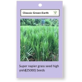 CLASSIC GREEN EARTH - Grass Grass ( 3000 Seeds )