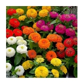 homeagro - Zinnia Mixed Flower ( 20 Seeds )