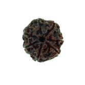 Rashi Ratan Bhagya 7 Mukhi Rudraksha (seven Mukhi)