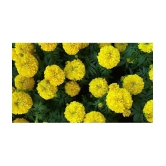 HN organic seed - Marigold Flower ( 50 Seeds )