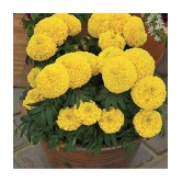 MARIGOLD AFRICAN HY YELLOW FLOWER SEEDS (30SEEDS)