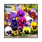 PANSY MIX VARIETY FLOWER PHOOL 30 SEEDS WITH FREE COCOPEAT COMBO PACK WITH USER MAUAL FOR HOME GARDENING PURPOSE