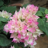 Bougainvillea Flowers Plant For Home Garden