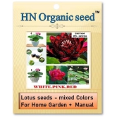 homeagro - Flower Seeds ( Lotus seeds -mixed colours 20 seeds )