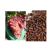 shivam organic seeds - Fruit Seeds ( 20 seeds )