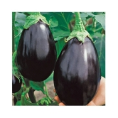 Round Brinjal (Bengan) Hybrid Seeds - Pack of 50 Seeds