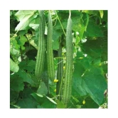 Recron Seeds - Ridge Gourd (Toree) Vegetable ( 50 Seeds )