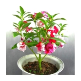 homeagro - Balsam Mixed Flower ( 20 Seeds )