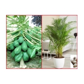 homeagro - Combo of Papaya F1 Hybrid Fruit ( 50 seed ) and Areca palm Plant ( 5 Seeds )