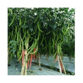 Chilli G 4 - Desi Vegetable Pack Of 50 Seeds