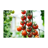 homeagro - Tomato Vegetable ( 100 Seeds )