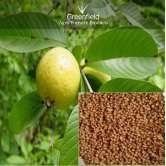 Rare Red Psidium Guajava/Guava Fruit Seeds | Pack of 100 seeds