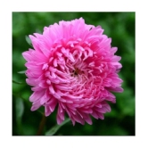 Original package of Rare Pink Chrysanthemum flower 40 seeds