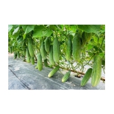 Cucumber Seeds For Home & Kitchen Gardening | Pack of 50