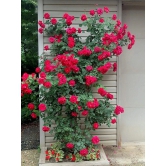 Azalea Gardens Rose Flower Seeds Red Climbing Rose 20 Seeds Pack + Instruction Manual Inside Package