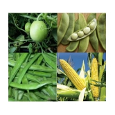 CLASSIC GREEN EARTH - Corn Vegetable ( 200 Seeds )