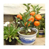 10Pcs Edible Fruit Mandarin Citrus Orange Bonsai Tree Seeds Plants Home Garden