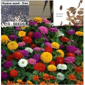 homeagro - Zinnia Mixed Flower ( 25 Seeds )