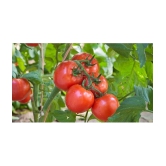 homeagro - Tomato Vegetable ( 100 Seeds )