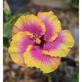 Austrelian Hibiscus Plant For Home Gardening