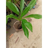 Plumeria Flowers Plant(Yellow)For Gardening