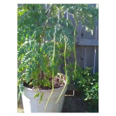 ROYAL PARADISE GARDEN PKM2 Rare Moringa oleifera Long Drumstick High Yielding 20 Seeds