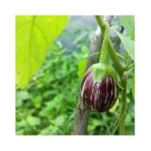 FLARE SEEDS Brinjal Seeds - 100 Exotic Seeds