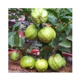 Gauva Rare Giant Dwarf Thailand Guava Guajava 50 seeds