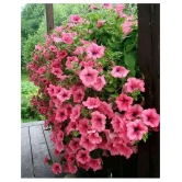 Petunia Flower Seeds - 100 Seeds Pack