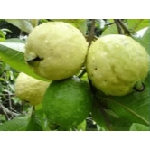 Guava