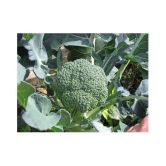 hybrid broccoli seeds with 100 grams of growing soil