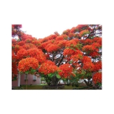 SHOP 360 GARDEN Delonix regia, Gulmohar, Flamboyant, Flame of the forest, Royal Poinciana Flowering Tree Seeds - Pack of 10 Seeds