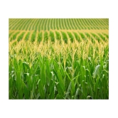 CLASSIC GREEN EARTH - Corn Vegetable ( 200 Seeds )