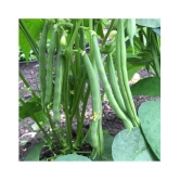 Green india vegetables frens beans hybrid ( 50 - seeds )