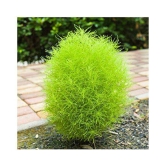 CLASSIC GREEN EARTH Kochia f1 Green Grass Ball Flower Hybrid Seeds For Home Gardening Planting with growing cocopeat | Pack of 50 Seeds